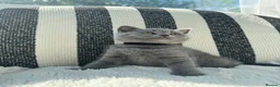 British Shorthair cats for sale: British Shorthair Kittens Blue - Advert 14