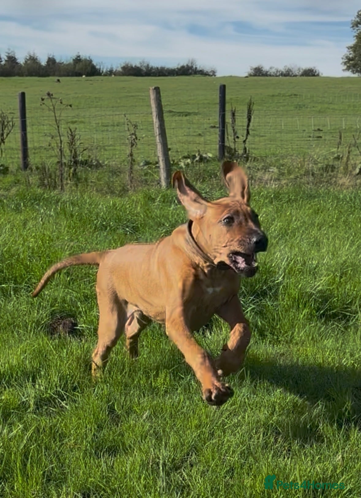 Rhodesian Ridgeback dogs 1 Beautiful Lady, Ready Now, Fully Vaccinated  - Advert 2
