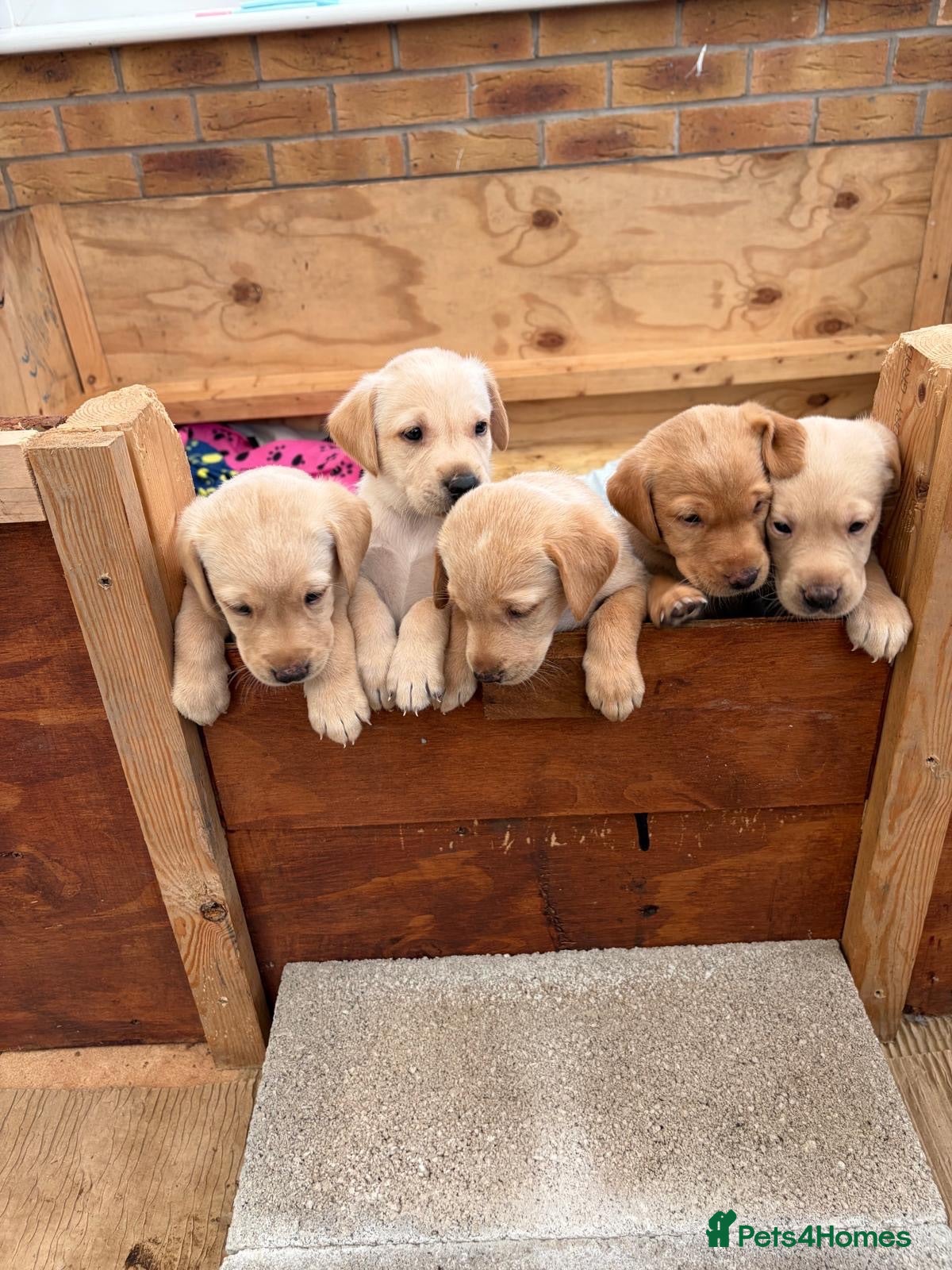 Labrador Retriever dogs KC registered Labrador puppies  - Advert 4