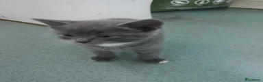 Domestic Shorthair 2