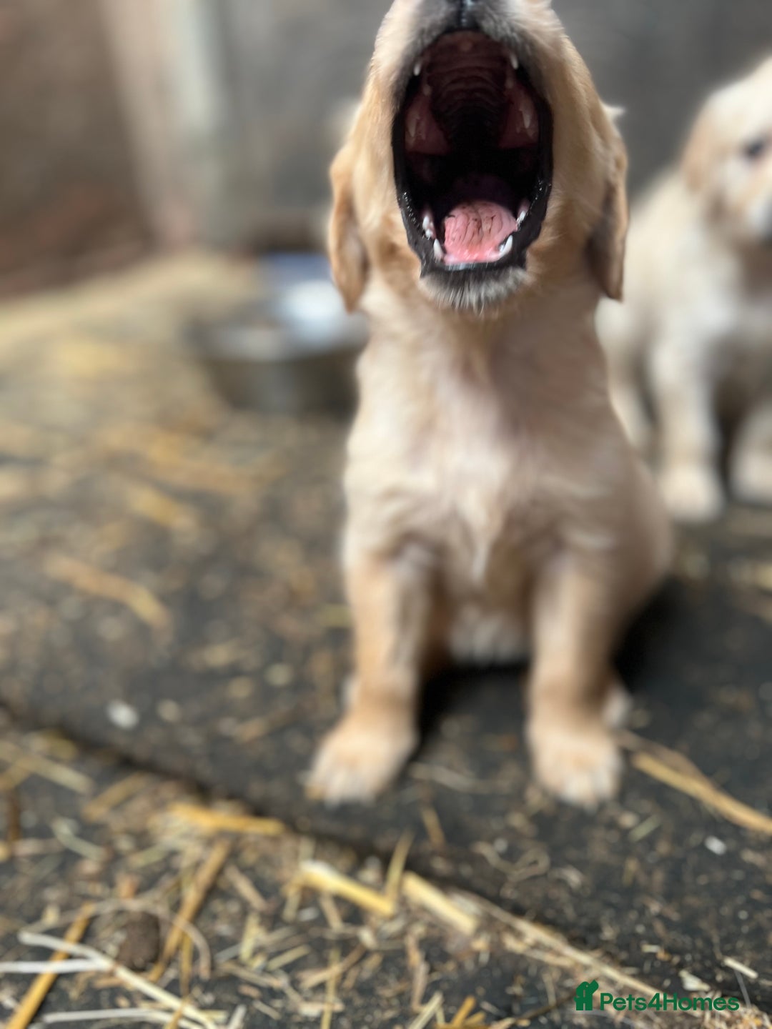 Golden Retriever dogs for sale: Beautiful Golden retrievers  - Image 6