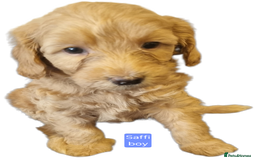 Labradoodle dogs for sale: Outstanding beautiful labradoodles F3b puppies - Image 8