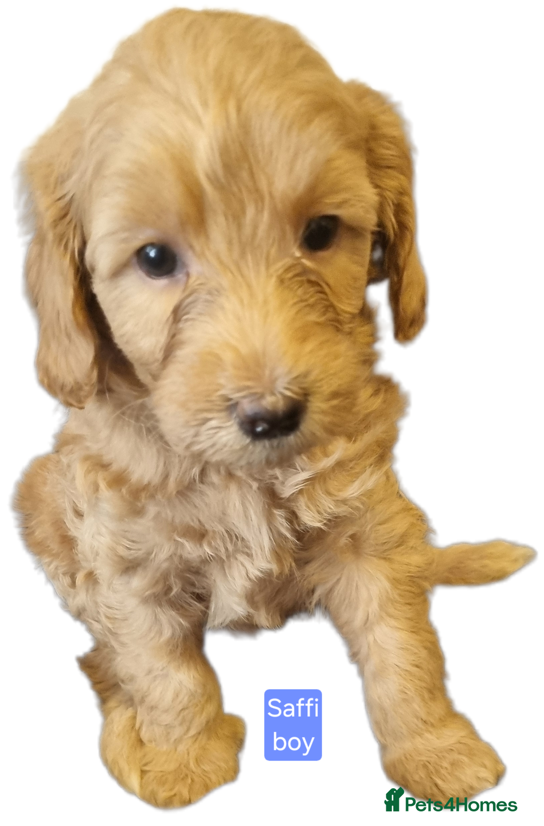 Labradoodle dogs for sale: Outstanding beautiful labradoodles F3b puppies - Image 8