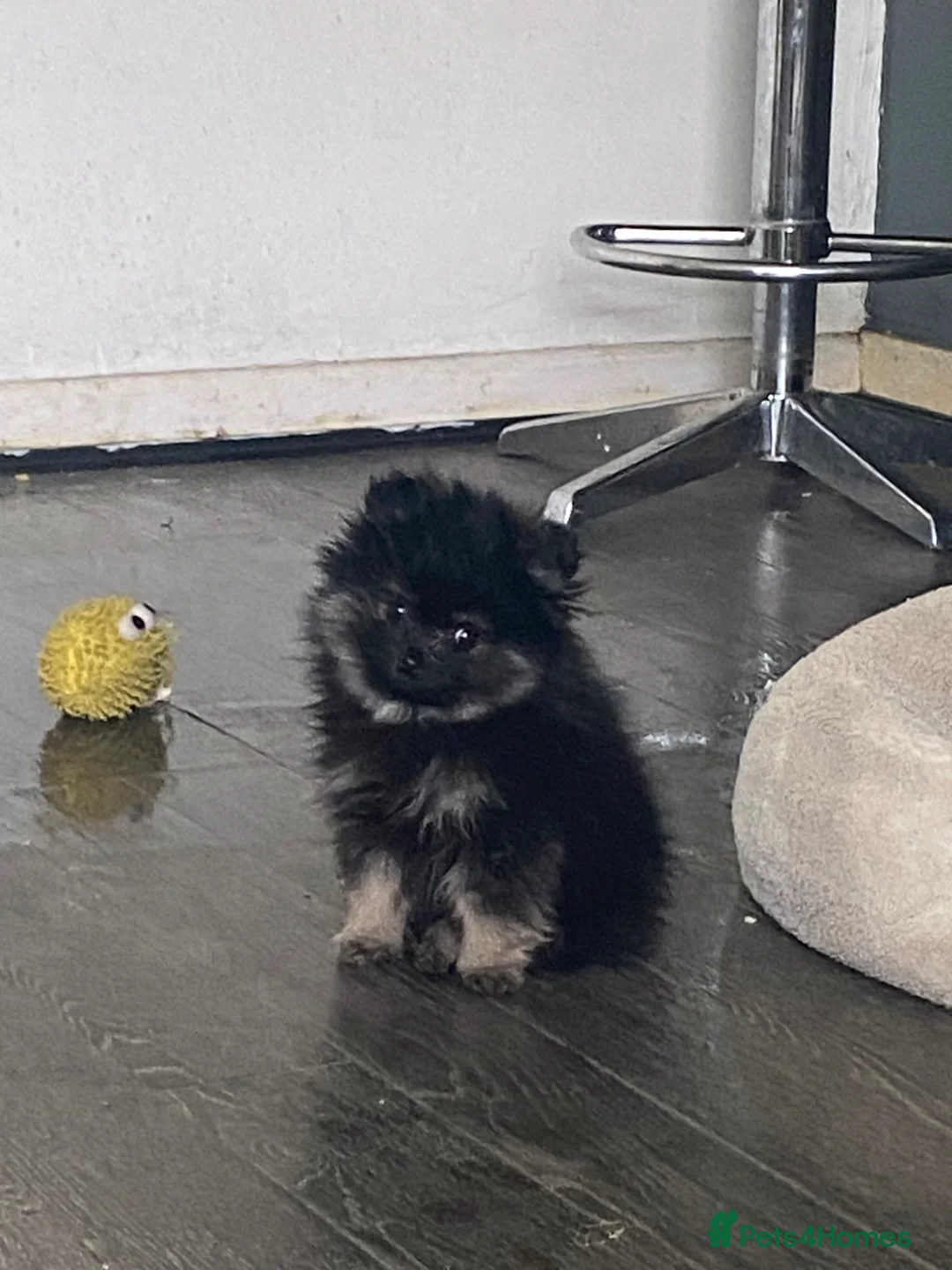 Pomeranian dogs for sale: Xs Pomeranian puppies  - Advert 1