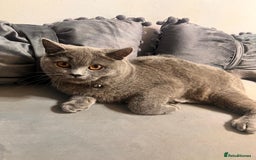 British Shorthair cats for sale: Beautiful Grey Male Cat – Ready for a New Home - Image 5