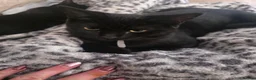 British Shorthair cats for sale: Half British shorthair cross DSH black & Tuxedo  in Sowerby Bridge - Advert 17