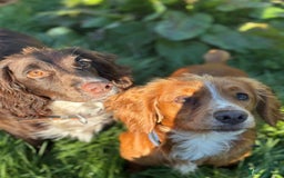 Cocker Spaniel dogs for stud: Working Cocker Spaniel FOR STUD ONLY - Image 2