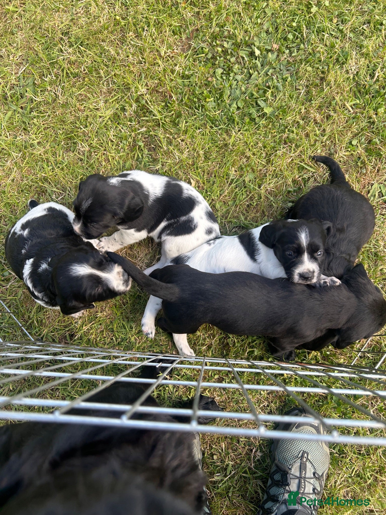 Springador dogs Springador Puppies - Advert 6