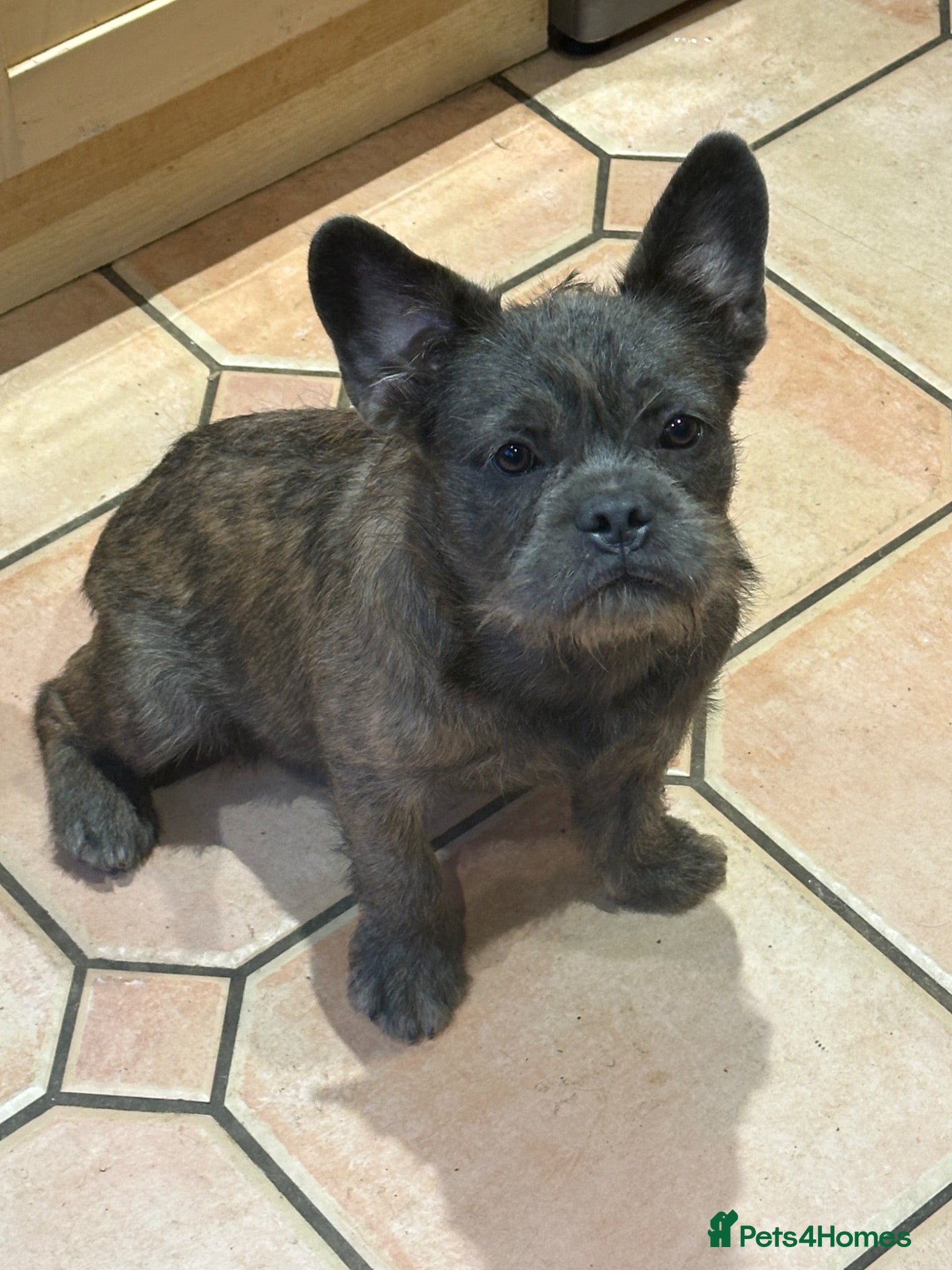 French Bulldog dogs Final reductions,last 2 micro frenchies. Ready now - Advert 1