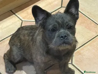 French Bulldog dogs Final reductions,last 2 micro frenchies. Ready now - Advert 12