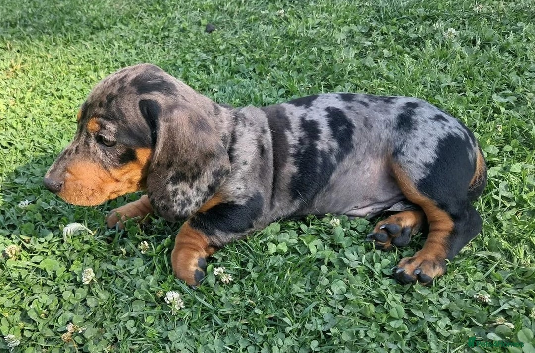 Miniature Dachshund dogs for sale: affectionate dapples sausages minis - Image 3