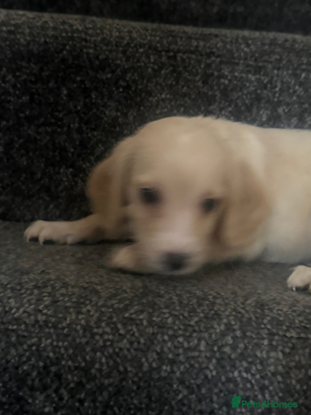 Cockapoo dogs for sale: Cockapoo puppies  - Advert 5