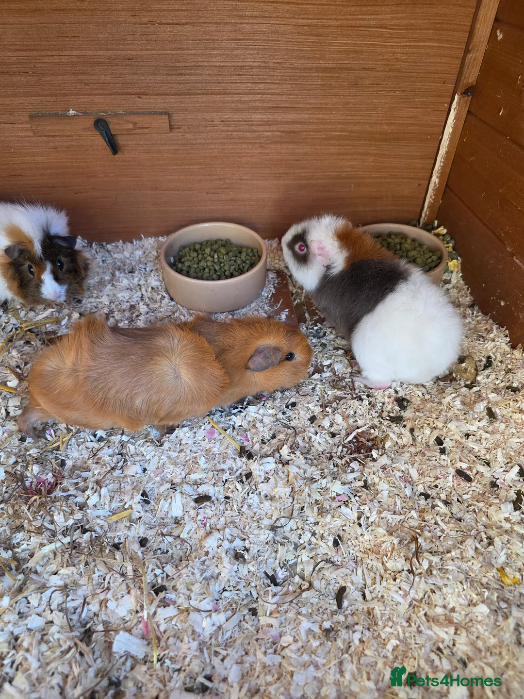 Guinea Pig rodents for sale: Male guinea pigs  in Bognor Regis - Advert 2