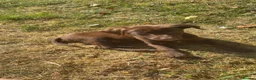 Springador dogs for sale: Chocolate Brown Springador in Thirsk - Advert 3