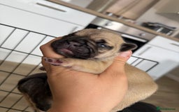 French Bulldog dogs for sale: French bull dog pups for sale - Image 2