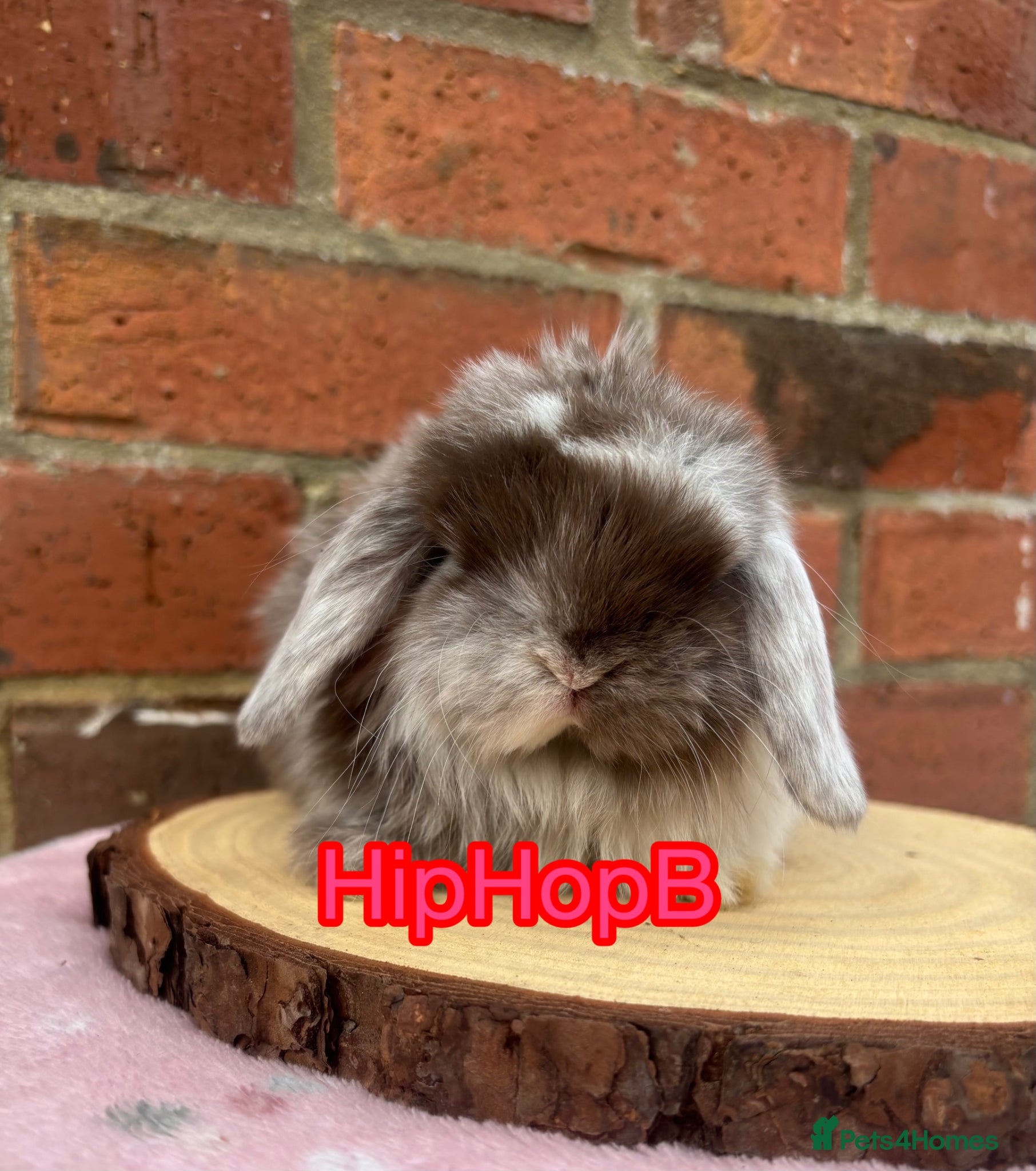 Mini Lop rabbits PURE BRED pedigreed mini lops  - Advert 1