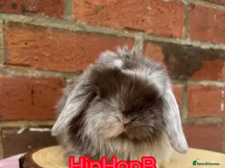 Mini Lop rabbits PURE BRED pedigreed mini lops - Advert 1