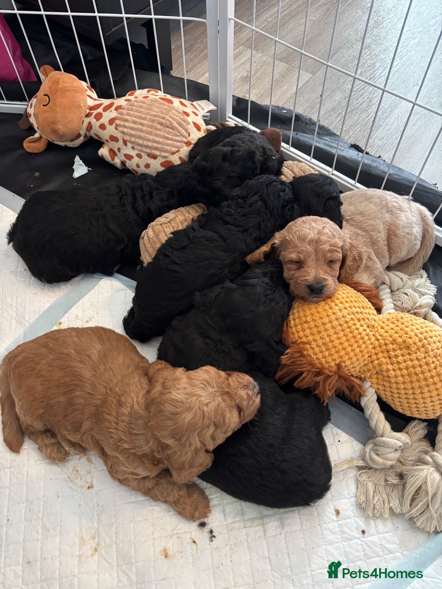 Cockapoo dogs Cockapoo pups - Advert 2