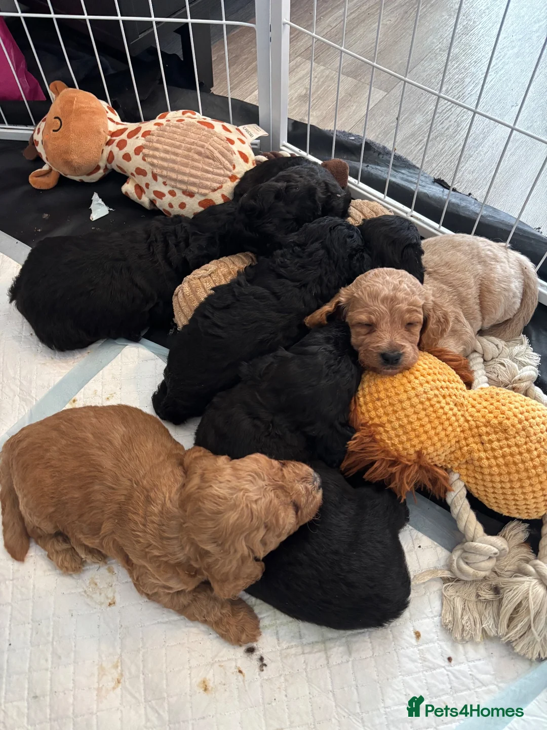 Cockapoo dogs for sale: Cockapoo pups - Advert 1