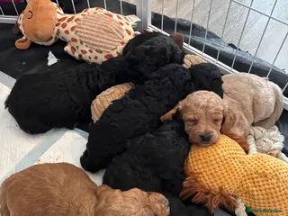 Cockapoo dogs Cockapoo pups - Advert 2