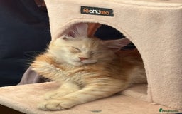 Maine Coon cats for sale: Perfect red cream boy  - Image 13