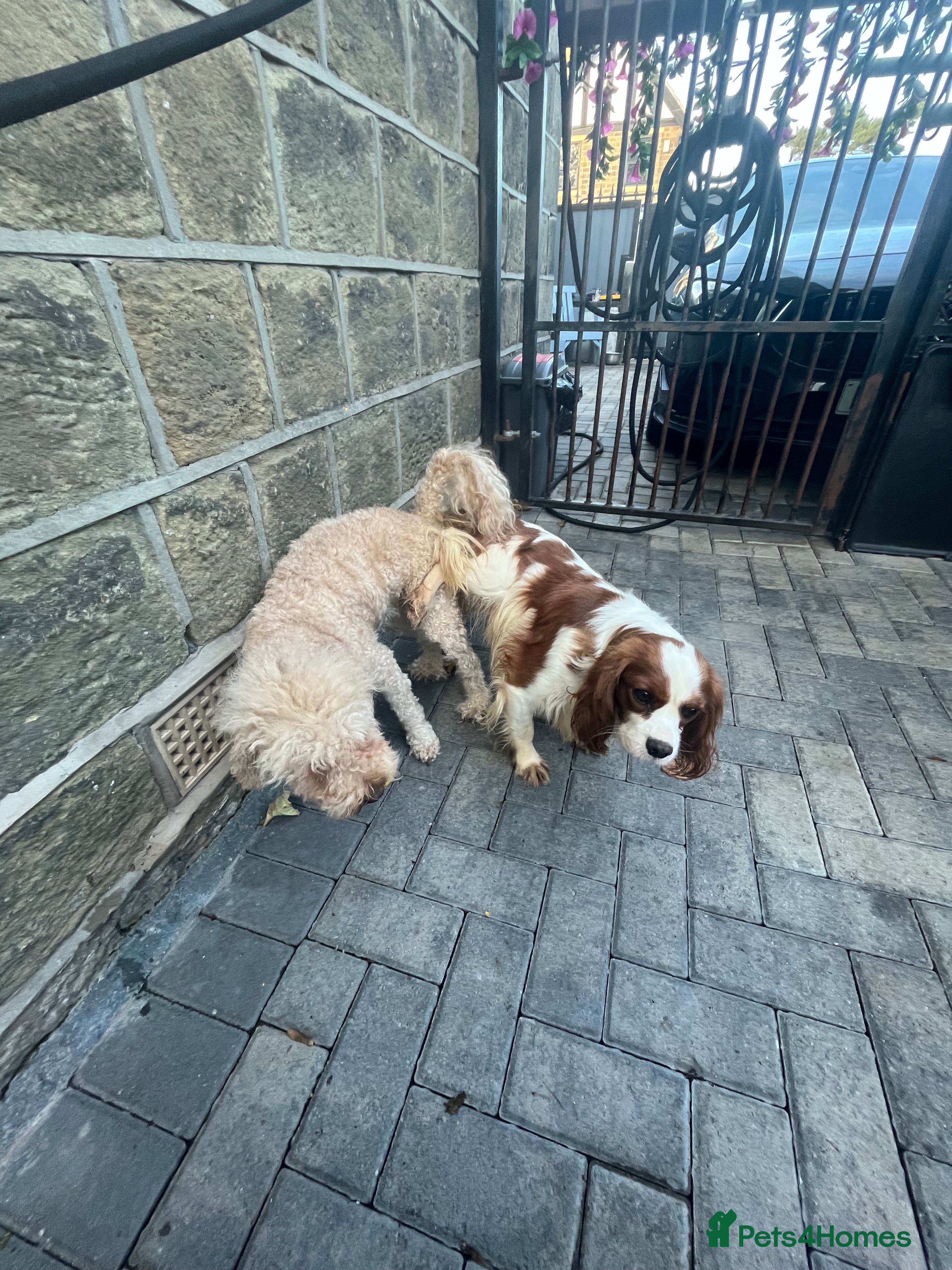 Cavapoo dogs *due soon* cavapoo puppies  - Advert 1