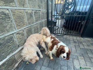 Cavapoo dogs *due soon* cavapoo puppies - Advert 1