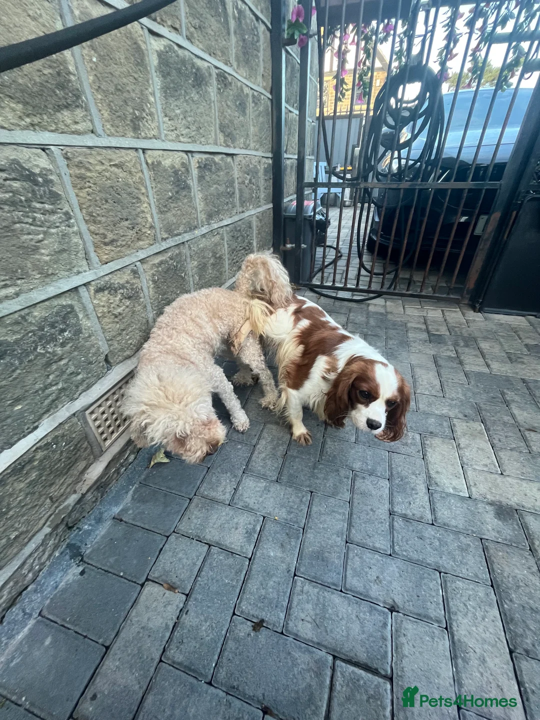 Cavapoo dogs for sale: cavapoo puppies  - Advert 3