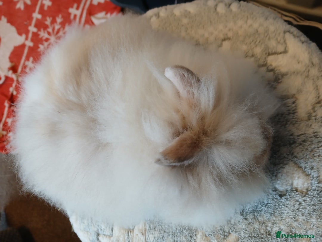 Lionhead rabbits for sale: Stunning DM Lionhead baby rabbits  - Advert 5