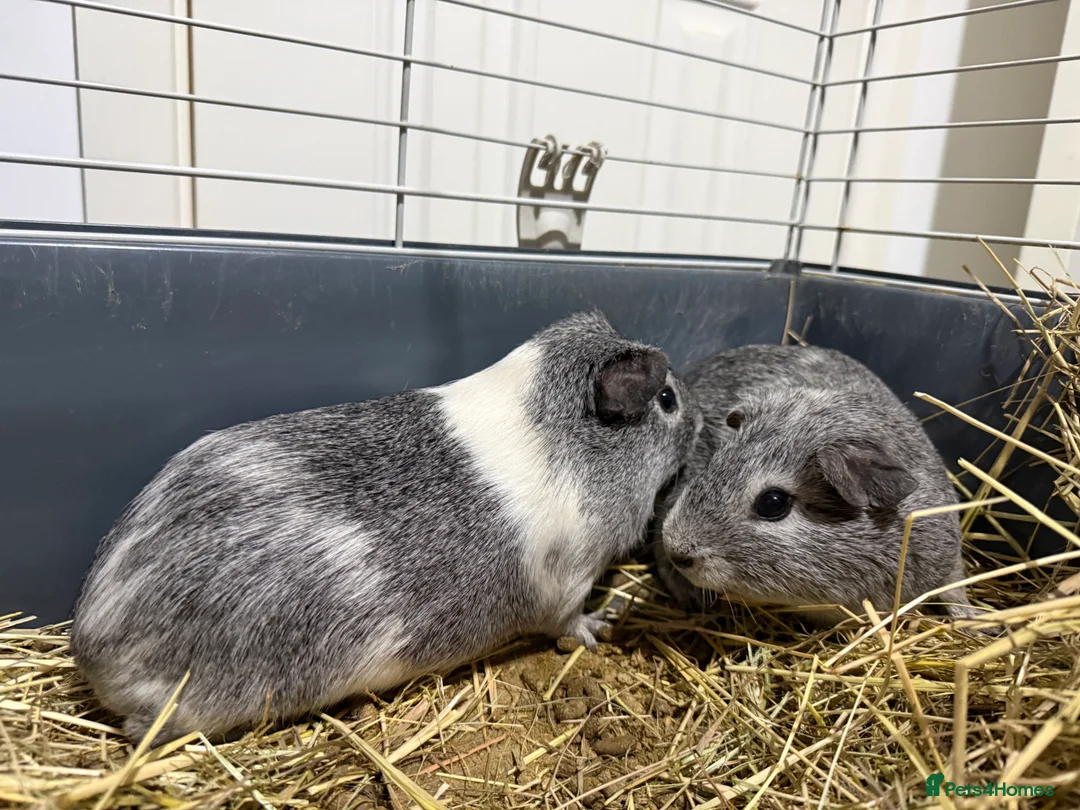 Guinea Pig rodents for sale: Guinea pig boars  - Advert 9