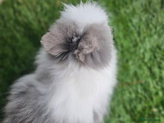 Lionhead rabbits Double mane lionheads different litters - Advert 5