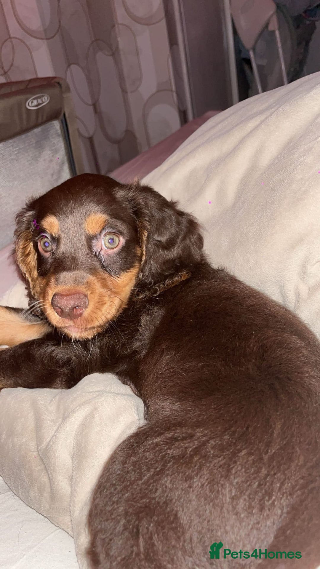 Mixed Breed dogs for sale: Cockerpoo - Image 1