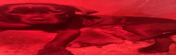 Cane Corso dogs for sale: Cane corso pups - Advert 2