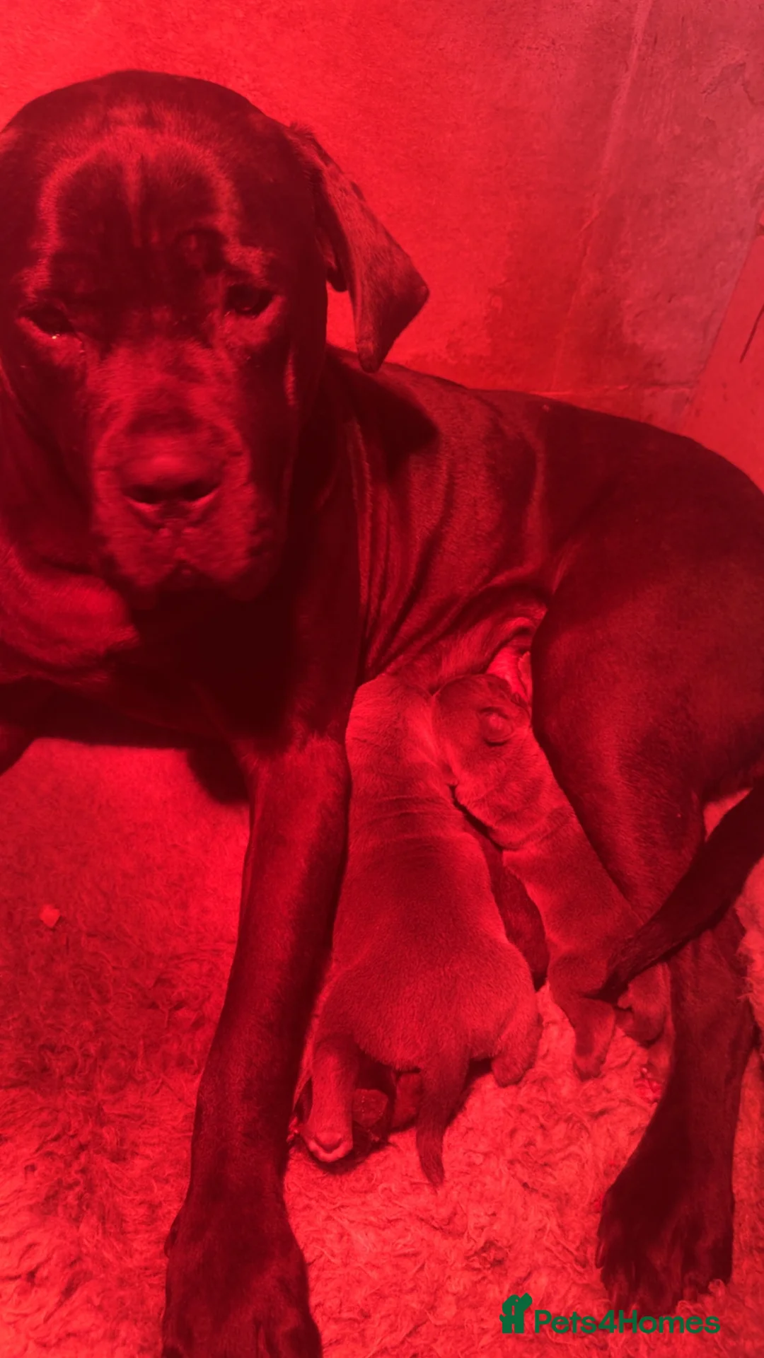 Cane Corso dogs for sale: Cane corso pups - Advert 2