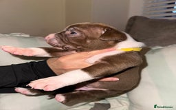 Mixed Breed dogs for sale: Olde English Bulldogge/Staffy bull Collie mix - Image 32