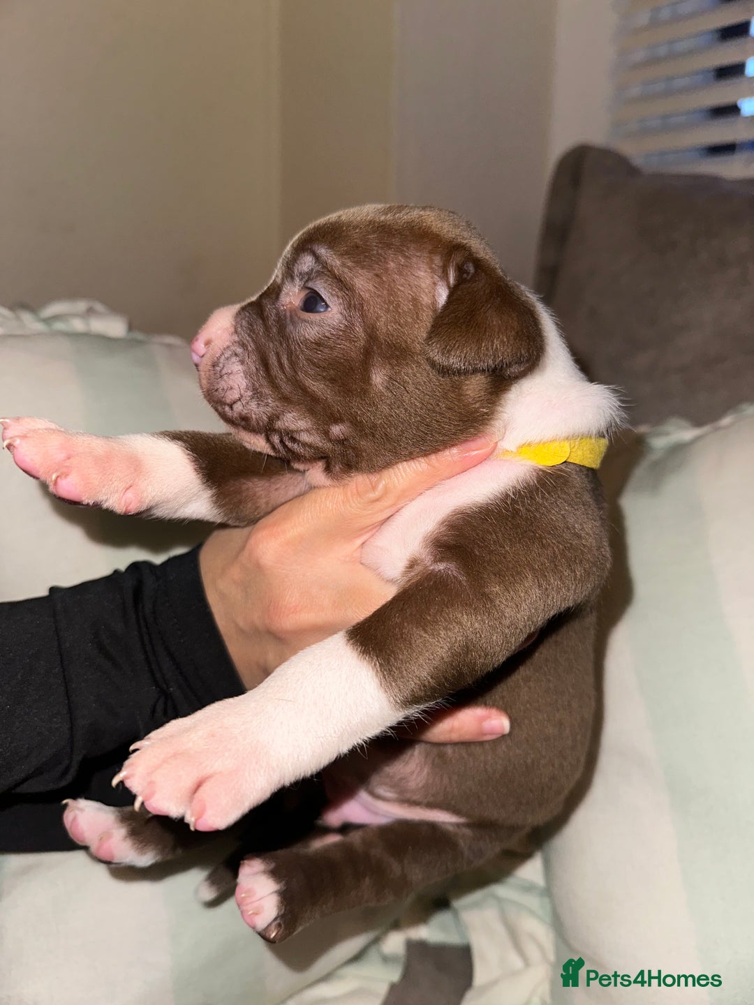 Mixed Breed dogs for sale: Olde English Bulldogge/Staffy bull Collie mix - Image 32