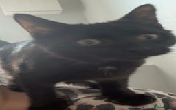 Mixed Breed cats for sale: Rehoming my male cat due to no fault of his own - Advert 3