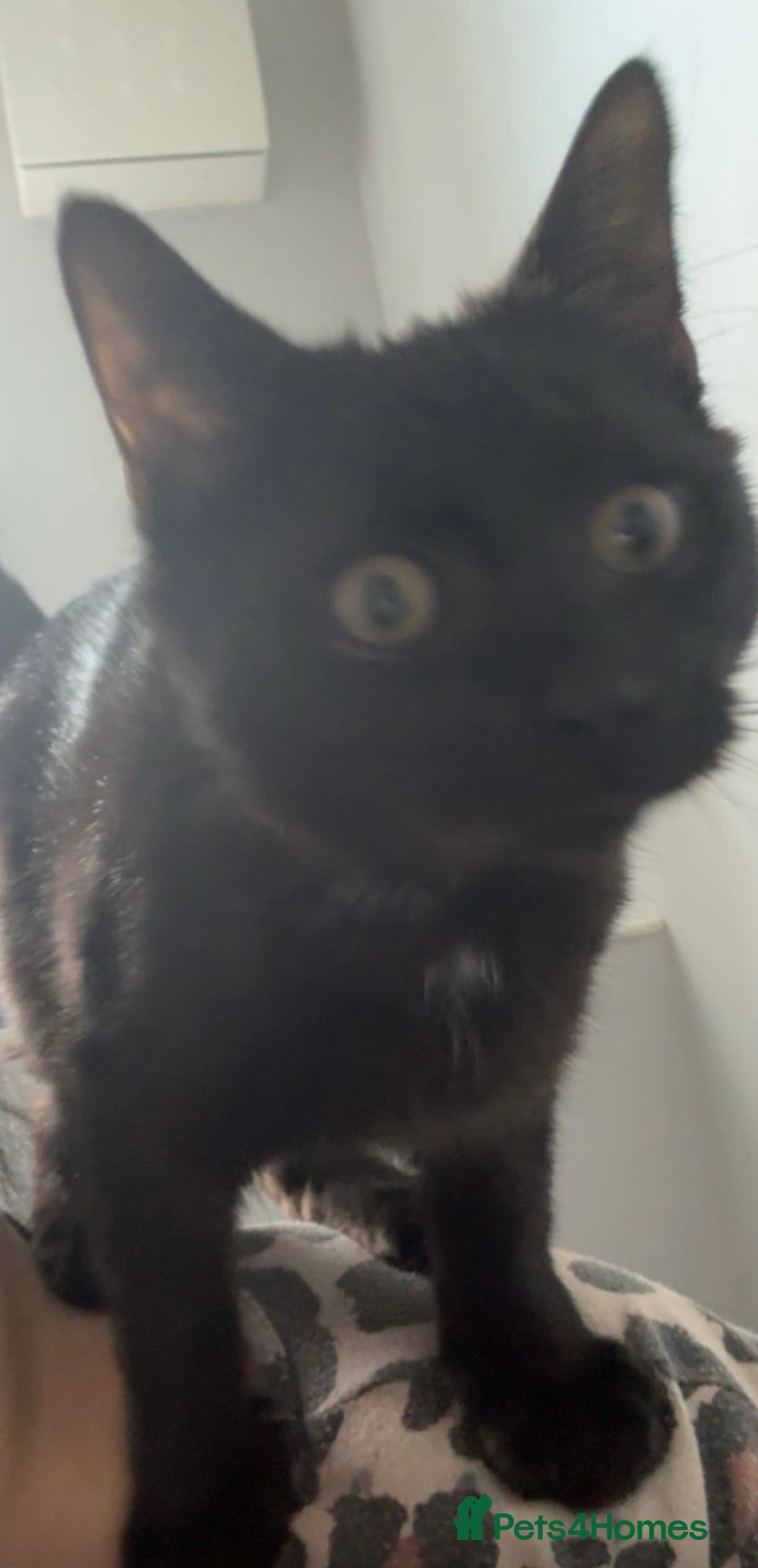 Mixed Breed cats for sale: Rehoming my male cat due to no fault of his own - Advert 3