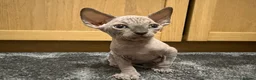 Sphynx cats for sale: Sphynx kitten Tica acctive - Advert 18