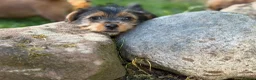 Mixed Breed dogs for sale: Stunning NORFOLK TERRIER X JACK RUSSELL  in Chester - Advert 16