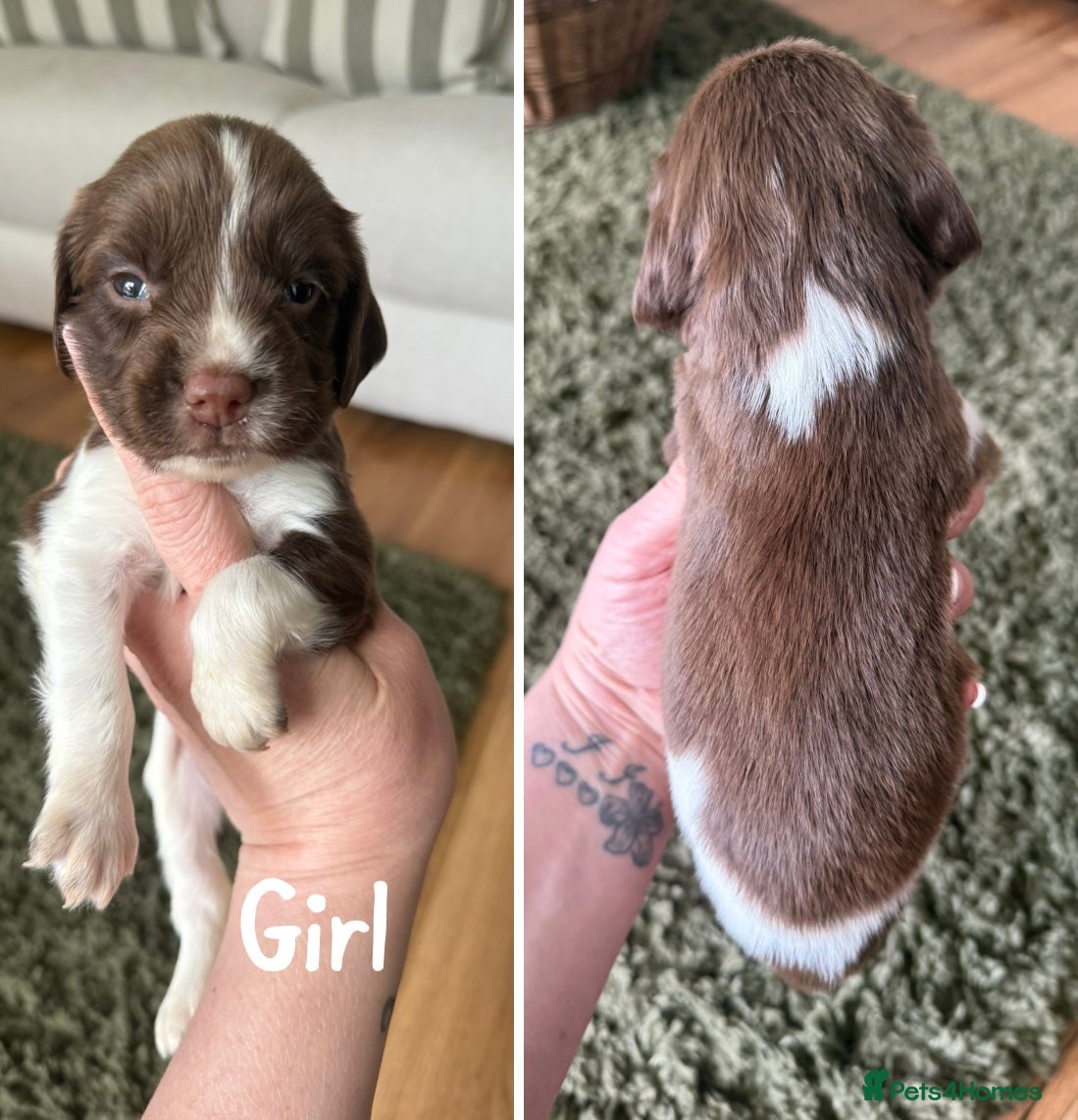 English Springer Spaniel dogs 🐶KC REG SPRINGER SPANIEL PUPPIES READY 3rd JULY🐶 - Advert 2