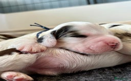 Cocker Spaniel dogs for sale: KC Reg; Home Raised; Low COI; DNA CLEAR; Show Type - Image 9