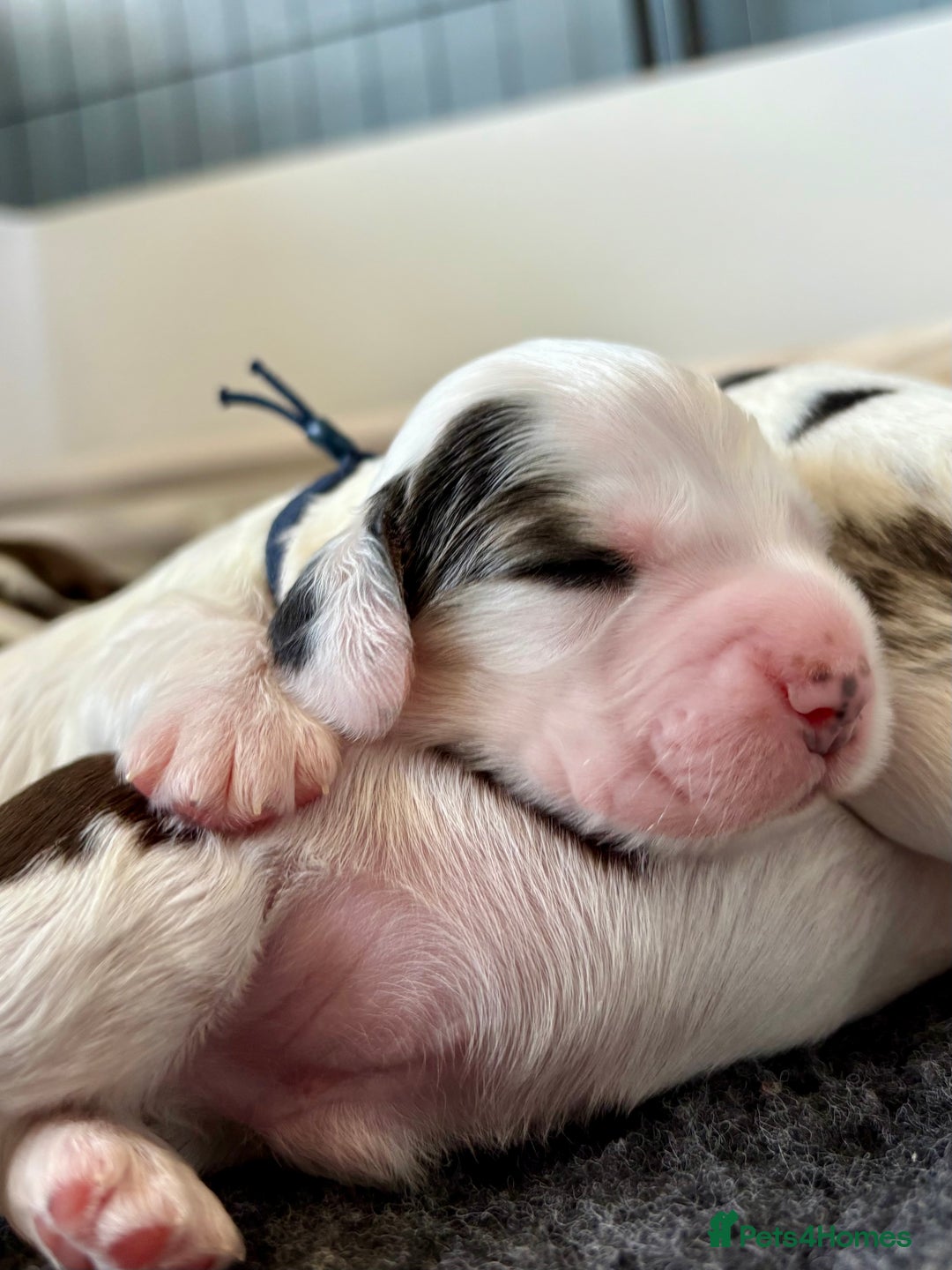 Cocker Spaniel dogs for sale: KC Reg; Home Raised; Low COI; DNA CLEAR; Show Type - Image 9