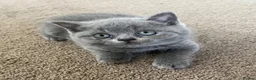 British Shorthair cats for sale: 🐾Beautiful British Shorthair Kittens🐾 - Advert 4