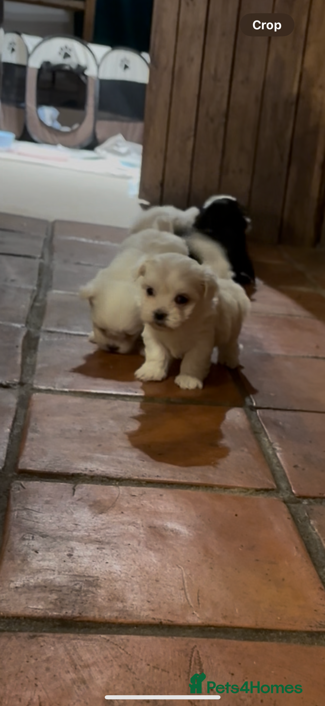 Morkie dogs for sale: Beautiful fluffy maltese - Advert 12