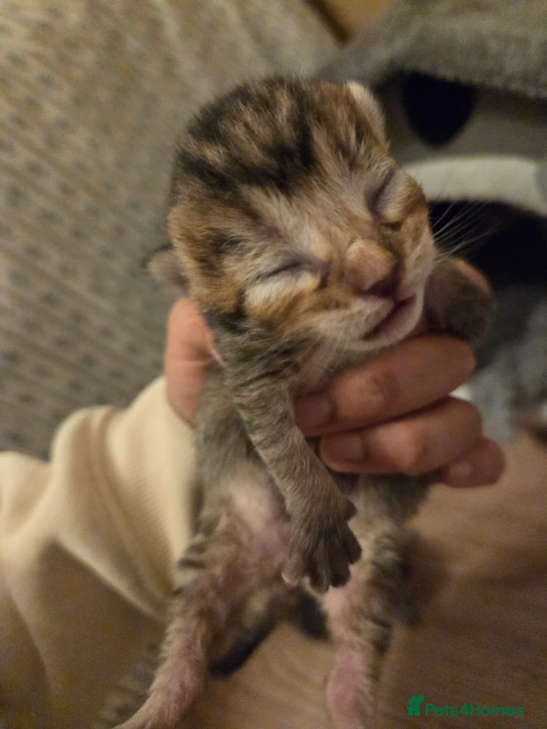 Mixed Breed cats for sale: Siberian and bsh kittens  - Advert 1