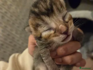 Mixed Breed cats Siberien and bsh kittens - Advert 1