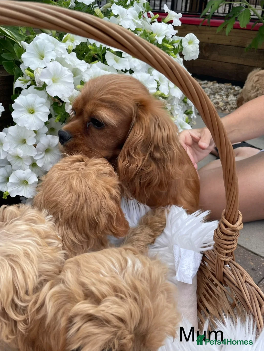 Cavapoo dogs for sale: F1 Cavapoo  - Advert 6