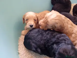 Cockapoo dogs P,r,a clear cockapoo f1 - Advert 1