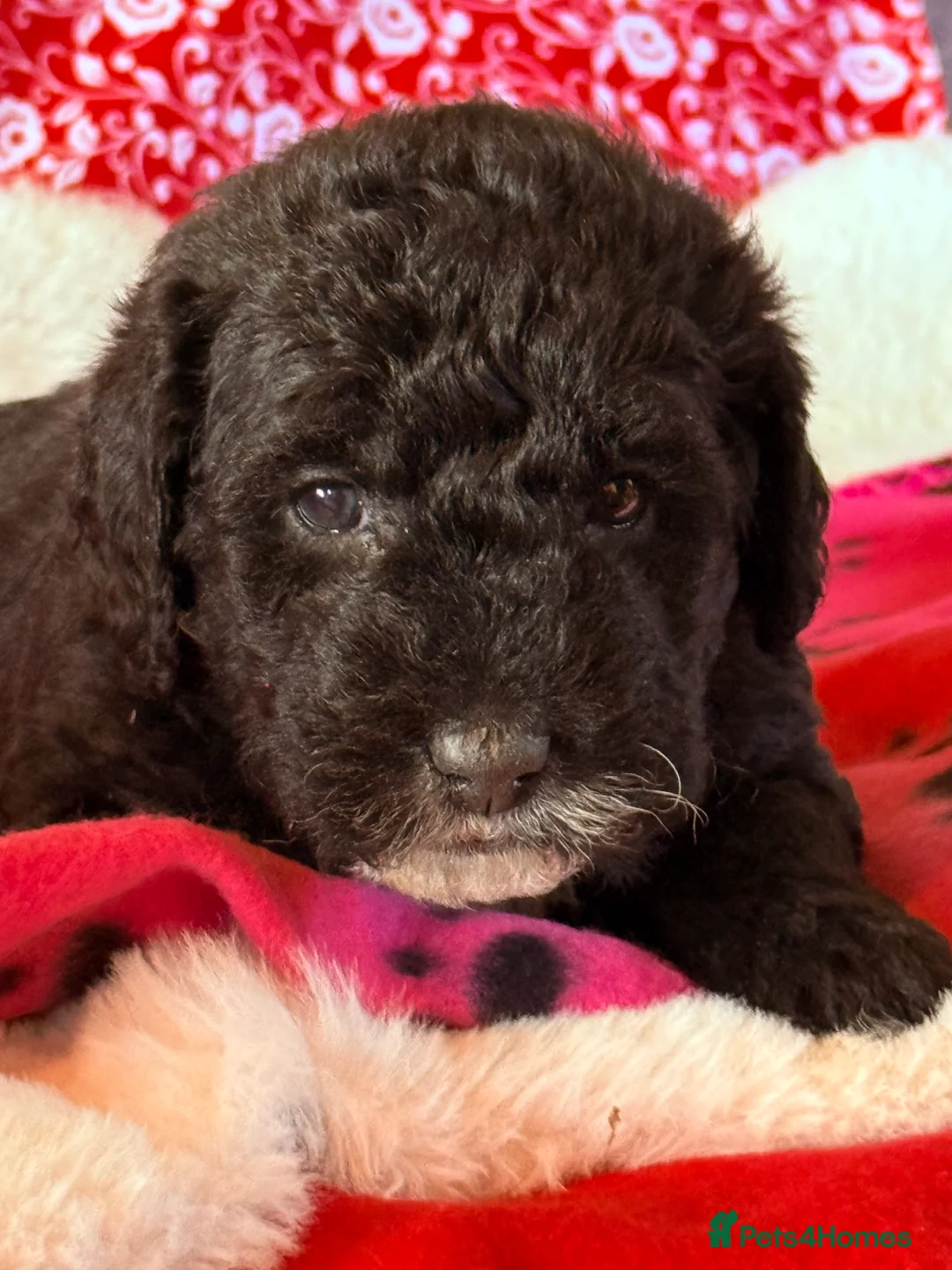 Labradoodle dogs for sale: Australian labradoodles  - Advert 11